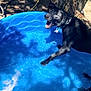 Shadow is registered to the contest to win money with this photo: black_dog, dog, kiddie_pool, pool, water, blue, backyard, tree, tree_trunk, hose, spray, collar, pet_tag, sunlight, shade, summer, panting, happy, outdoor, playful