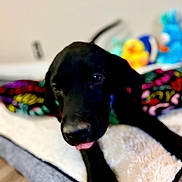 Shadow joined the competition — help win amazing prizes! dog, puppy, black_dog, tongue, pet, bed, blanket, stuffed_toy, plush, indoor, close_up, portrait, paw, nose, cozy, bedding, colorful, blur, shallow_depth_of_field, young