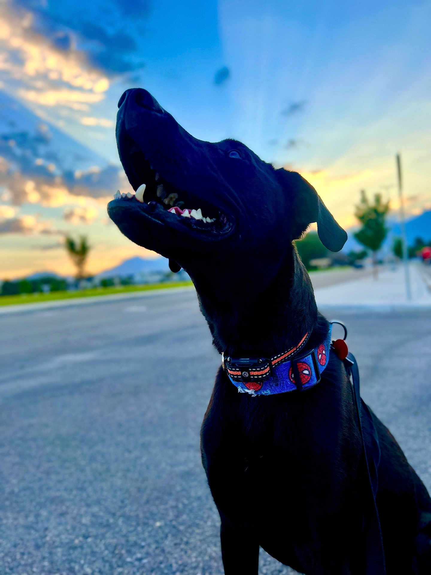Shadow is registered to the contest to win money with this photo: dog, black_dog, pet, collar, spiderman_collar, leash, sunset, sky, clouds, silhouette, teeth, portrait, outdoors, pavement, park, looking_up, ears, mountains, bokeh, joyful