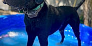 Shadow is registered to the contest to win money with this photo: dog, black_labrador, wet_dog, kiddie_pool, blue_pool, water, collar, close_up, portrait, wet_fur, paws, backyard, tree, sunlight, shallow_depth_of_field, blurred_background, outdoor, playful, nose, reflection