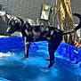 Shadow is registered to the contest to win money with this photo: dog, black_dog, pet, kiddie_pool, water, wet_fur, backyard, tree, trunk, brick_wall, sunlight, shadow, blue_pool, standing, collar, playful, summer, splash, outdoor, close_up