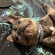 Mookie joined the competition — help win amazing prizes! bedspread, brindle, closeup, collar, cute, dog, domestic_animal, ears, eye, french_bulldog, indoor, lying_down, muzzle, nose, paw_prints, pet, playful, portrait, relaxed, whiskers