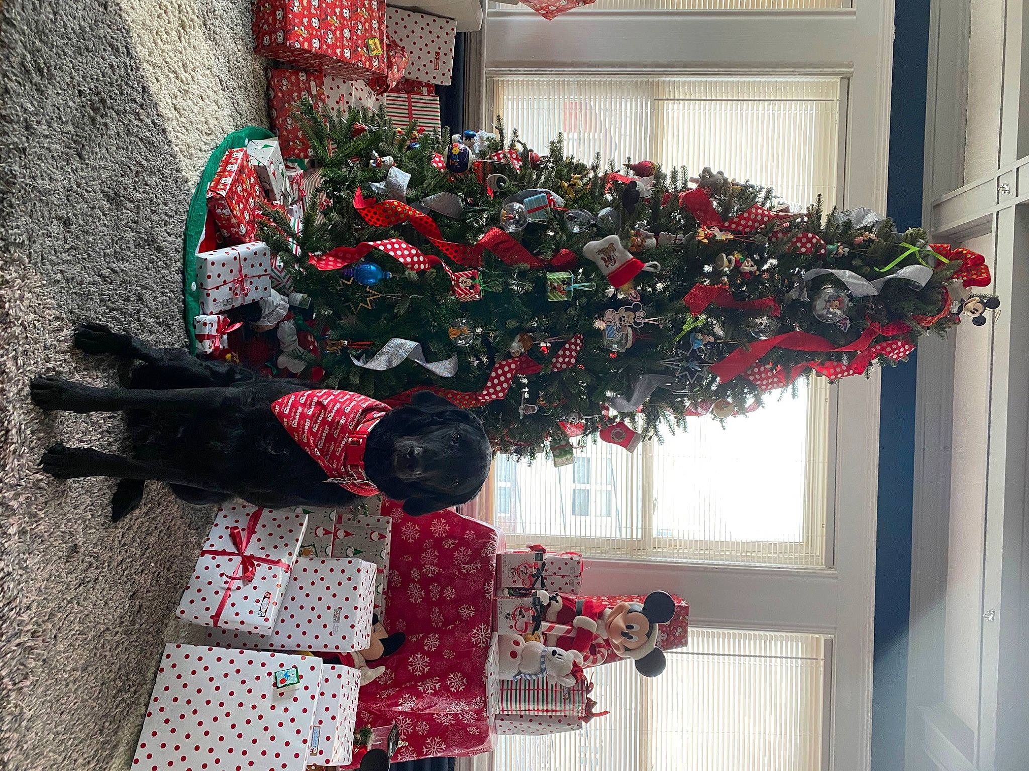 Bruno is registered to the contest to win money with this photo: carmine, christmas, christmas_decoration, christmas_ornament, christmas_tree, conifer, event, holiday, holiday_ornament, houseplant, interior_design, ornament, pattern, plant, red, room, textile, tradition, tree, window