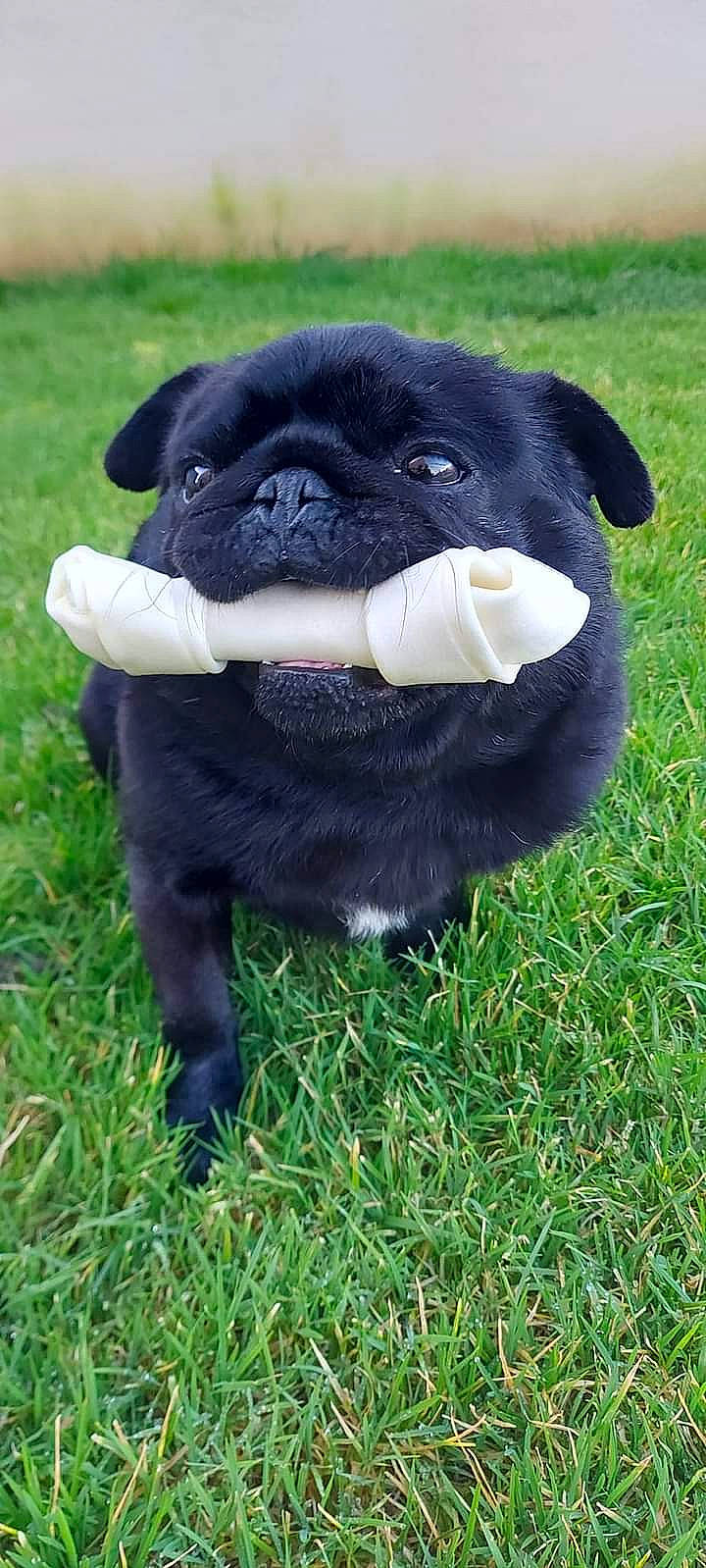 Neko a rejoint le concours — aidez-le/la à gagner de superbes lots ! annual_plant, canidae, carnivore, collar, companion_dog, dog, dog_breed, fawn, fur, grass, groundcover, non_sporting_group, plant, pug, puppy, snout, sporting_group, terrestrial_animal, toy_dog, working_animal