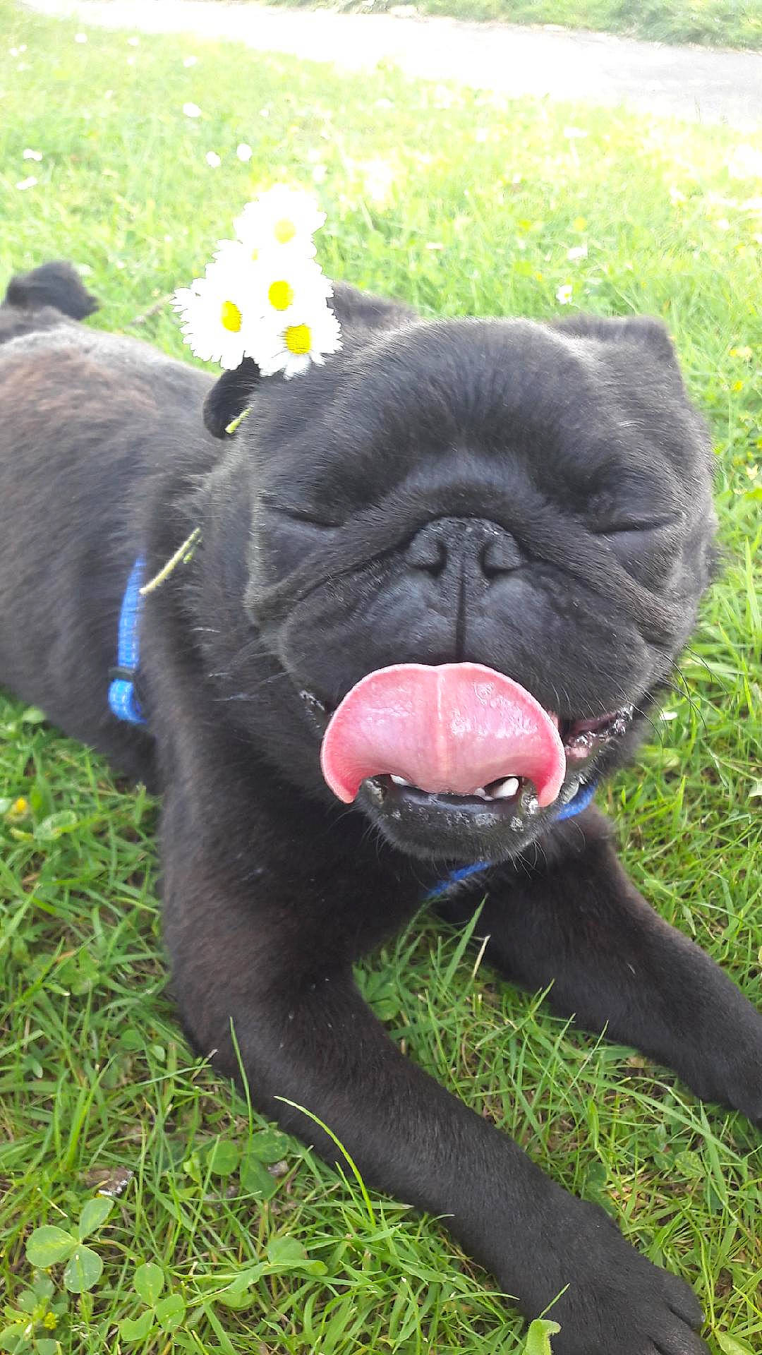 Neko a rejoint le concours — aidez-le/la à gagner de superbes lots ! canidae, carnivore, companion_dog, dog, dog_breed, fawn, grass, mammal, mouth, nose, pug, snout, sporting_group, vertebrate, wrinkle