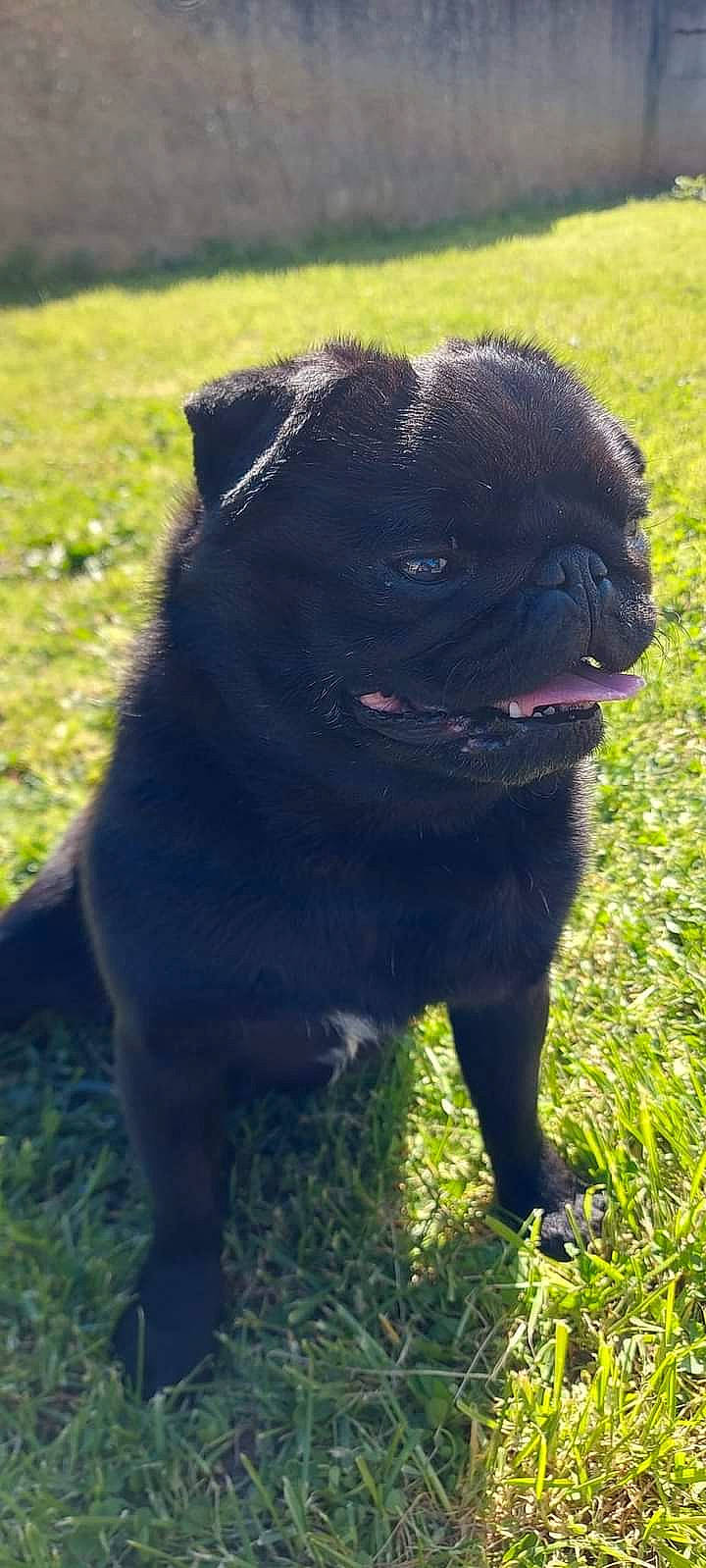 Neko participe au concours pour gagner de l'argent avec cette photo : canidae, carnivore, collar, companion_dog, dog, dog_breed, dog_collar, fawn, grass, non_sporting_group, plant, pug, snout, sporting_group, terrestrial_animal, toy_dog, vertebrate, working_animal, wrinkle