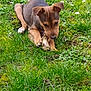 puppy, dog, grass, stick, outdoor, nature, greenery, flower, canine, young_dog, playful, chewing, pet, animal, moss, leaf, spring, closeup, cute, daylight