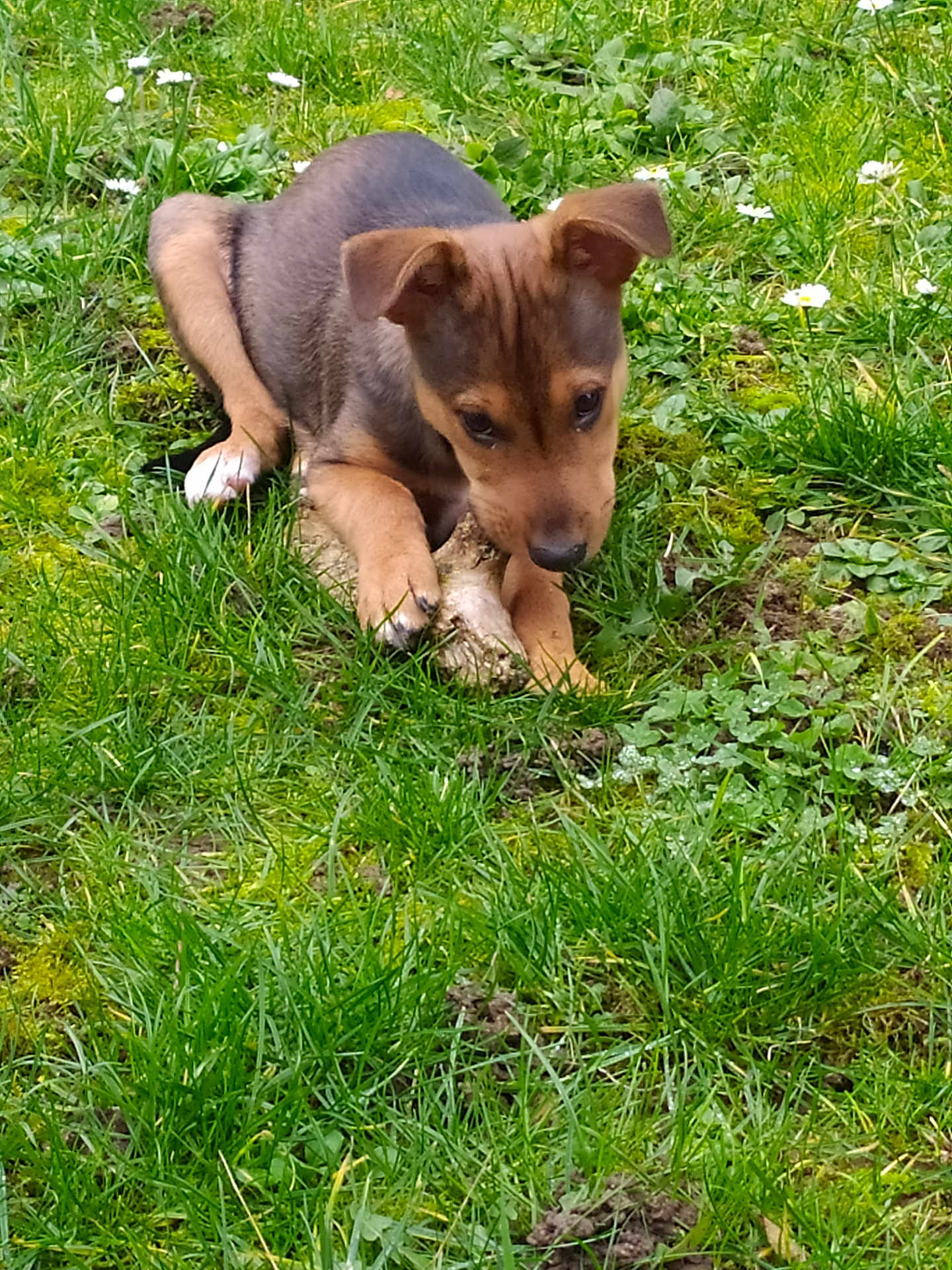 Gucci a rejoint le concours — aidez-le/la à gagner de superbes lots ! puppy, dog, grass, stick, outdoor, nature, greenery, flower, canine, young_dog, playful, chewing, pet, animal, moss, leaf, spring, closeup, cute, daylight