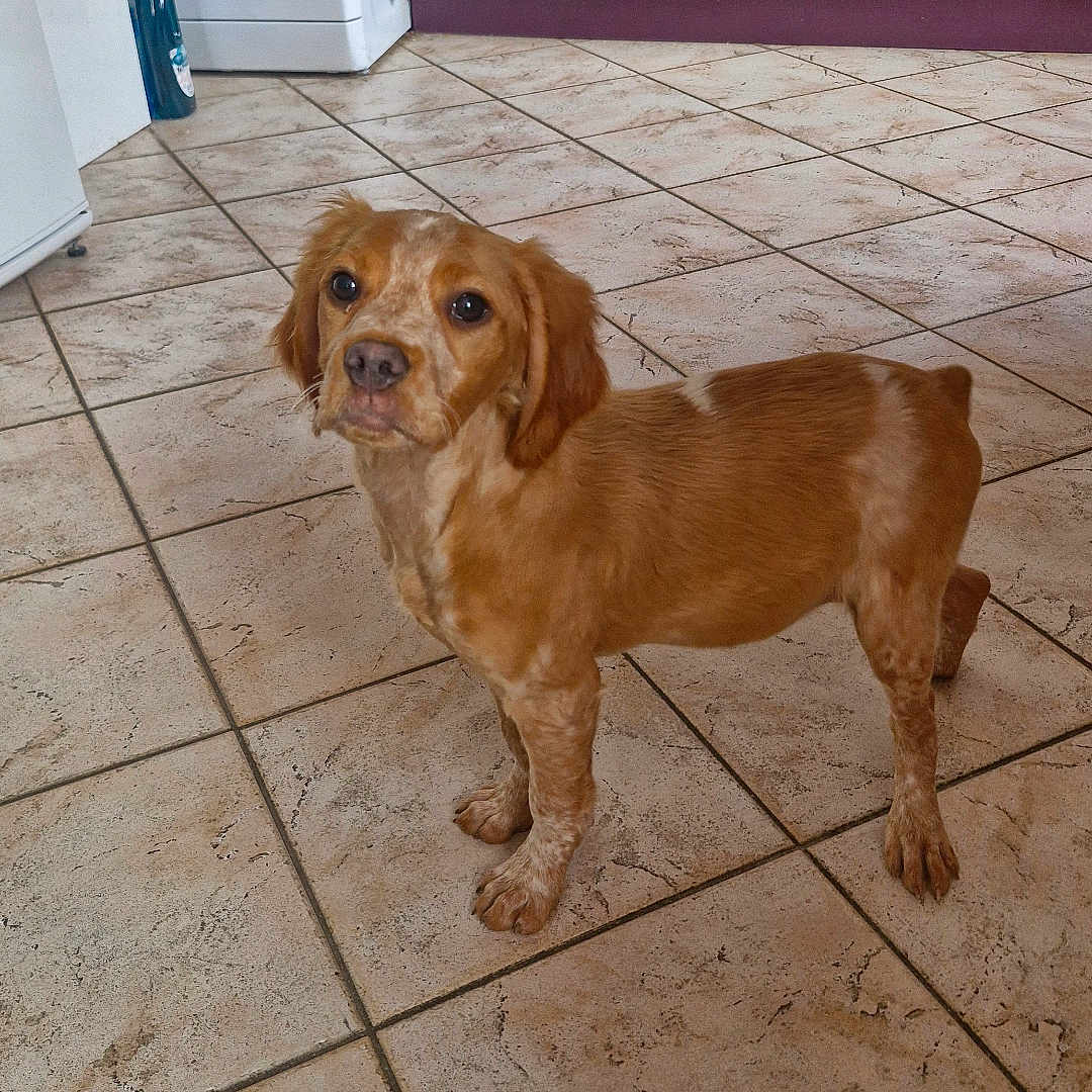 Nala a rejoint le concours — aidez-le/la à gagner de superbes lots ! appliance, brown_dog, curious, dog, domestic_animal, ears_down, floor_tiles, four_legs, household, indoor, kitchen, looking_up, oven, pet, purple_cabinets, standing, tiled_floor, washing_machine, white_spots, young_dog