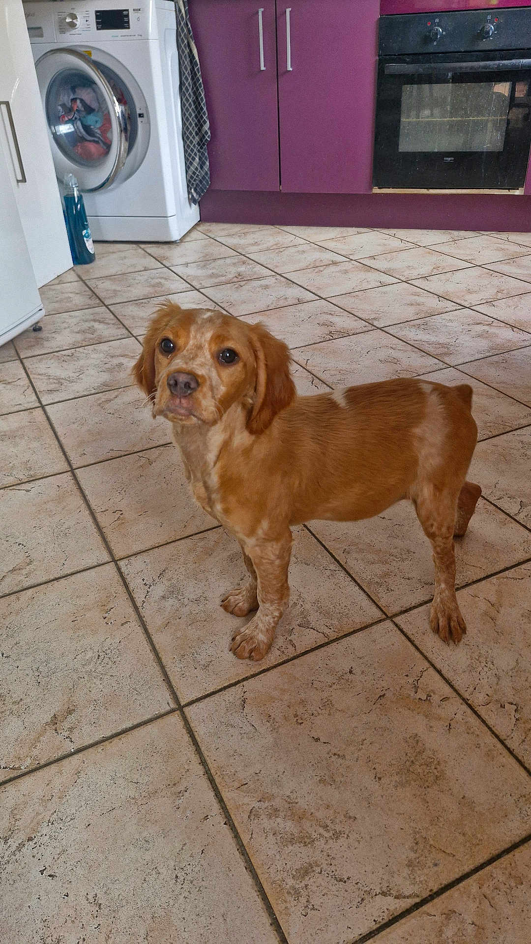 Nala a rejoint le concours — aidez-le/la à gagner de superbes lots ! dog, brown_dog, white_spots, kitchen, tiled_floor, washing_machine, oven, purple_cabinets, pet, domestic_animal, floor_tiles, appliance, looking_up, curious, indoor, young_dog, ears_down, four_legs, standing, household