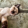 Balou participe au concours pour gagner de l'argent avec cette photo : cat, kitten, siamese_cat, sleeping, relaxed, cute, pet, animal, furry, whiskers, ears, nose, paw, paw_pads, blanket, plush, indoors, close_up, portrait, nap