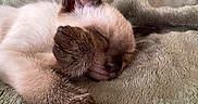 Balou participe au concours pour gagner de l'argent avec cette photo : cat, siamese_cat, sleeping, sleepy, pet, animal, furry, whiskers, ears, paws, indoors, blanket, soft, cozy, closeup, portrait, relaxed, brown, cream, nap