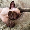 cat, siamese_cat, sleeping, sleepy, pet, animal, furry, whiskers, ears, paws, indoors, blanket, soft, cozy, closeup, portrait, relaxed, brown, cream, nap