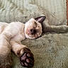 cat, kitten, siamese_cat, sleeping, sleepy, lying_down, paw, pink_paw_pads, whiskers, closed_eyes, furry, cream_fur, brown_markings, indoors, blanket, soft, cozy, portrait, pet, cute
