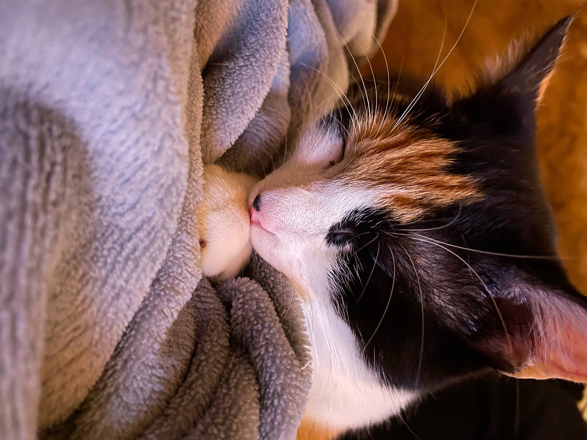 Chouquette a rejoint le concours — aidez-le/la à gagner de superbes lots ! carnivore, cat, claw, comfort, domestic_short_haired_cat, ear, eye, fawn, felidae, fur, human_body, leg, nap, nose, paw, small_to_medium_sized_cats, snout, tail, whiskers, wildlife