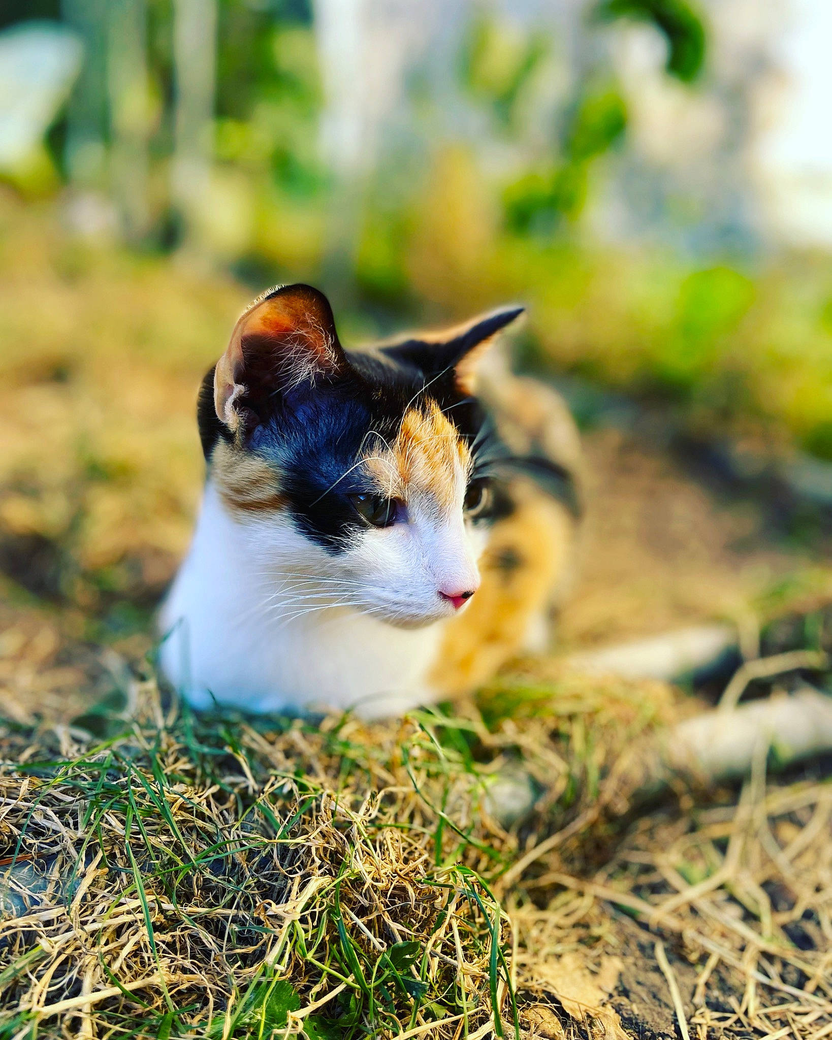 Chouquette participe au concours pour gagner de l'argent avec cette photo : canidae, carnivore, cat, dog_breed, domestic_short_haired_cat, eye, fawn, felidae, fur, grass, grass_family, grassland, natural_landscape, plant, small_to_medium_sized_cats, snout, soil, tail, terrestrial_animal, whiskers