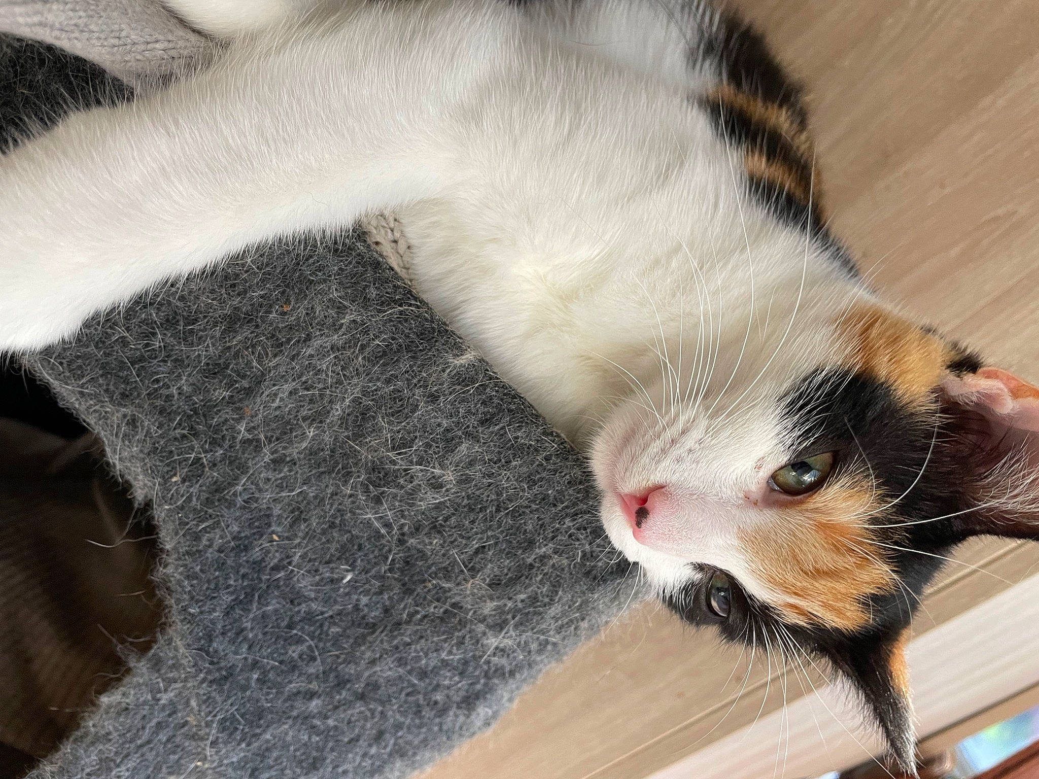 Chouquette a rejoint le concours — aidez-le/la à gagner de superbes lots ! carnivore, cat, claw, comfort, domestic_short_haired_cat, fawn, felidae, foot, fur, human_leg, nap, paw, small_to_medium_sized_cats, snout, tail, whiskers, wood