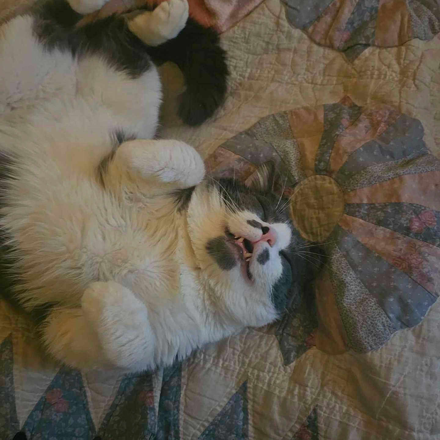 Jax is registered to the contest to win money with this photo: black_and_white, cat, cozy, cute, domestic_animal, feline, fluffy, fur, indoor, lying_down, nap, patterned_bedspread, paws, pet, quilt, relaxed, resting, sleeping, teeth, whiskers