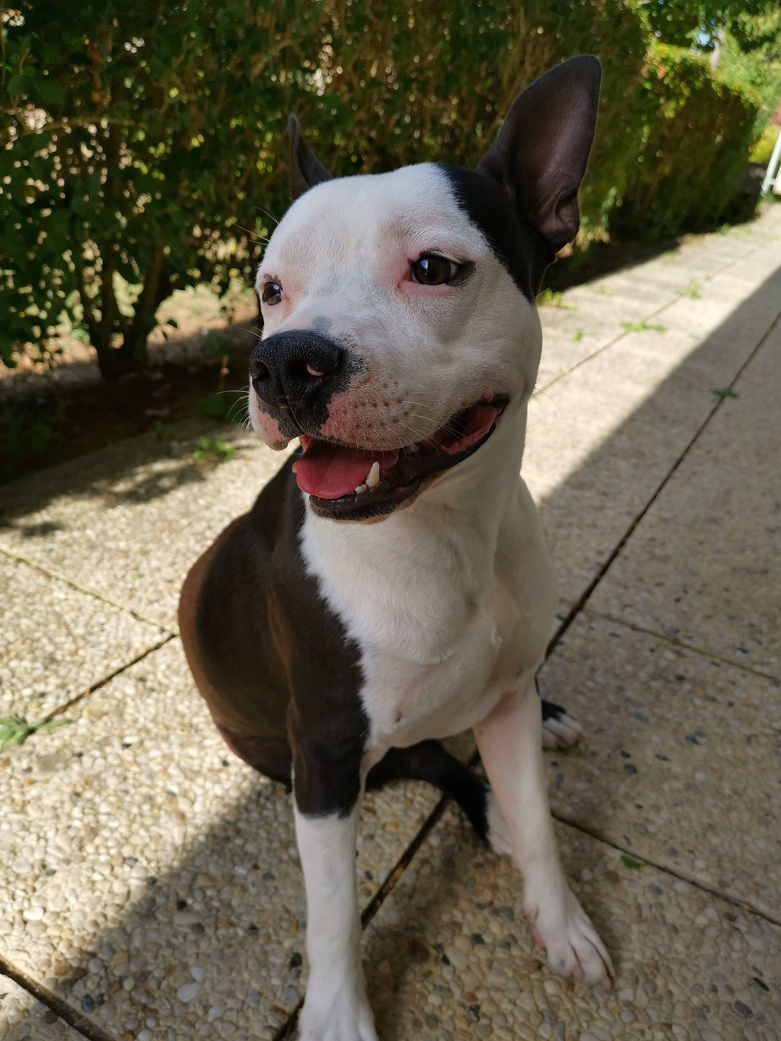 Owen a rejoint le concours — aidez-le/la à gagner de superbes lots ! american_pit_bull_terrier, american_staffordshire_terrier, bull_and_terrier, bull_terrier, bull_terrier_miniature, canidae, carnivore, dog, dog_breed, english_white_terrier, fawn, gull_terr, mammal, non_sporting_group, nose, old_english_terrier, pit_bull, snout, staffordshire_bull_terrier, vertebrate