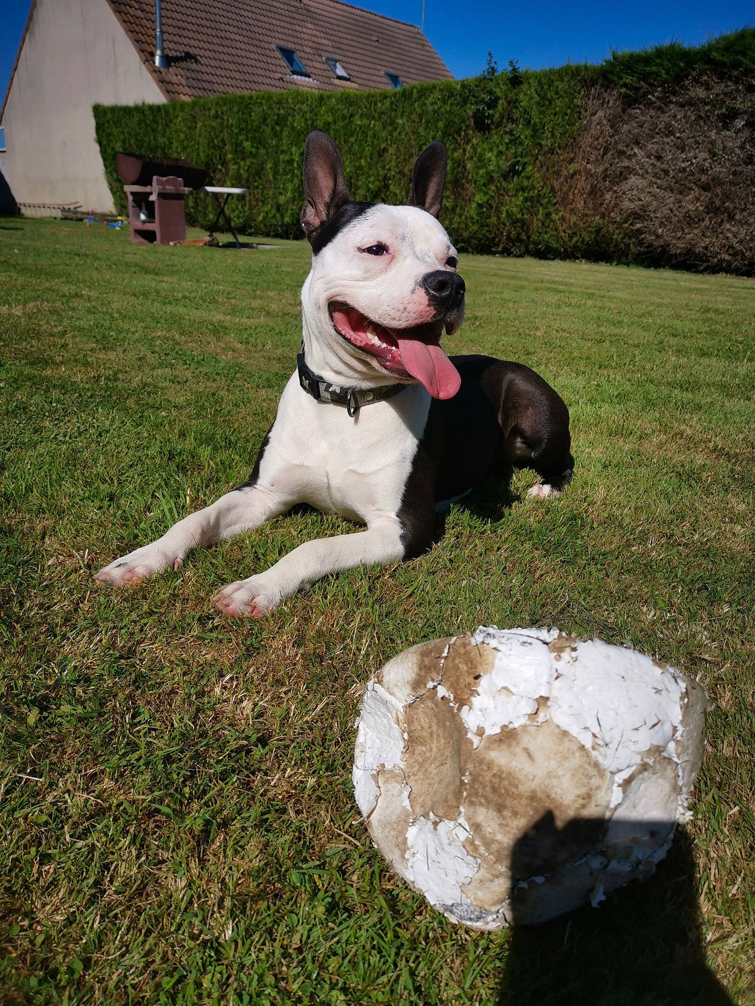 Owen a rejoint le concours — aidez-le/la à gagner de superbes lots ! american_bulldog, american_pit_bull_terrier, american_staffordshire_terrier, bull_and_terrier, canidae, carnivore, companion_dog, dog, dog_breed, dogo_argentino, dogo_guatemalteco, grass, mammal, non_sporting_group, old_english_terrier, pit_bull, rare_breed_dog, sporting_group, staffordshire_bull_terrier, vertebrate