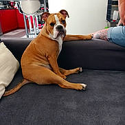 Sia a rejoint le concours — aidez-le/la à gagner de superbes lots ! dog, brown_dog, couch, living_room, tattoo, person, kitchen, red_cabinets, modern_interior, flower_vase, pillow, furniture, pet, indoor, relaxed, seated, looking_back, animal, canine, domestic