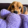 Nikiva joined the competition — help win amazing prizes! animal, beagle, black, brown, cushion, cute, dog, ears, face, fur, indoor, mouth, nose, pet, playful, plush, puppy, purple, stuffed_toy, white