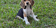 Nikiva is registered to the contest to win money with this photo: adorable, animal, beagle, canine, cute, dog, ears, face, fur, grass, mammal, nature, outdoor, park, pet, puppy, sitting, small, sunlight, young