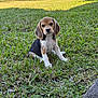 adorable, animal, beagle, canine, cute, dog, ears, face, fur, grass, mammal, nature, outdoor, park, pet, puppy, sitting, small, sunlight, young