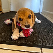 Nikiva joined the competition — help win amazing prizes! adorable, animal, beagle, brown, cute, dog, ears, floor, indoor, looking_up, mat, paw, pet, pet_toy, playful, puppy, rope_toy, toy, white, young