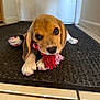 adorable, animal, beagle, brown, cute, dog, ears, floor, indoor, looking_up, mat, paw, pet, pet_toy, playful, puppy, rope_toy, toy, white, young