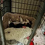 Nikiva joined the competition — help win amazing prizes! animal, bed, blanket, cage, comfort, cozy, crate, cute, fur, indoors, napping, paw_prints, pet, plush, puppy, resting, sleep, sleeping, small_dog, toy