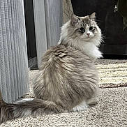 Marley joined the competition — help win amazing prizes! animal, carpet, cat, cozy, curious, domestic, feline, floor, fluffy, furniture, indoor, long_hair, looking_back, neutral_colors, pet, relaxed, sitting, soft, tail, whiskers