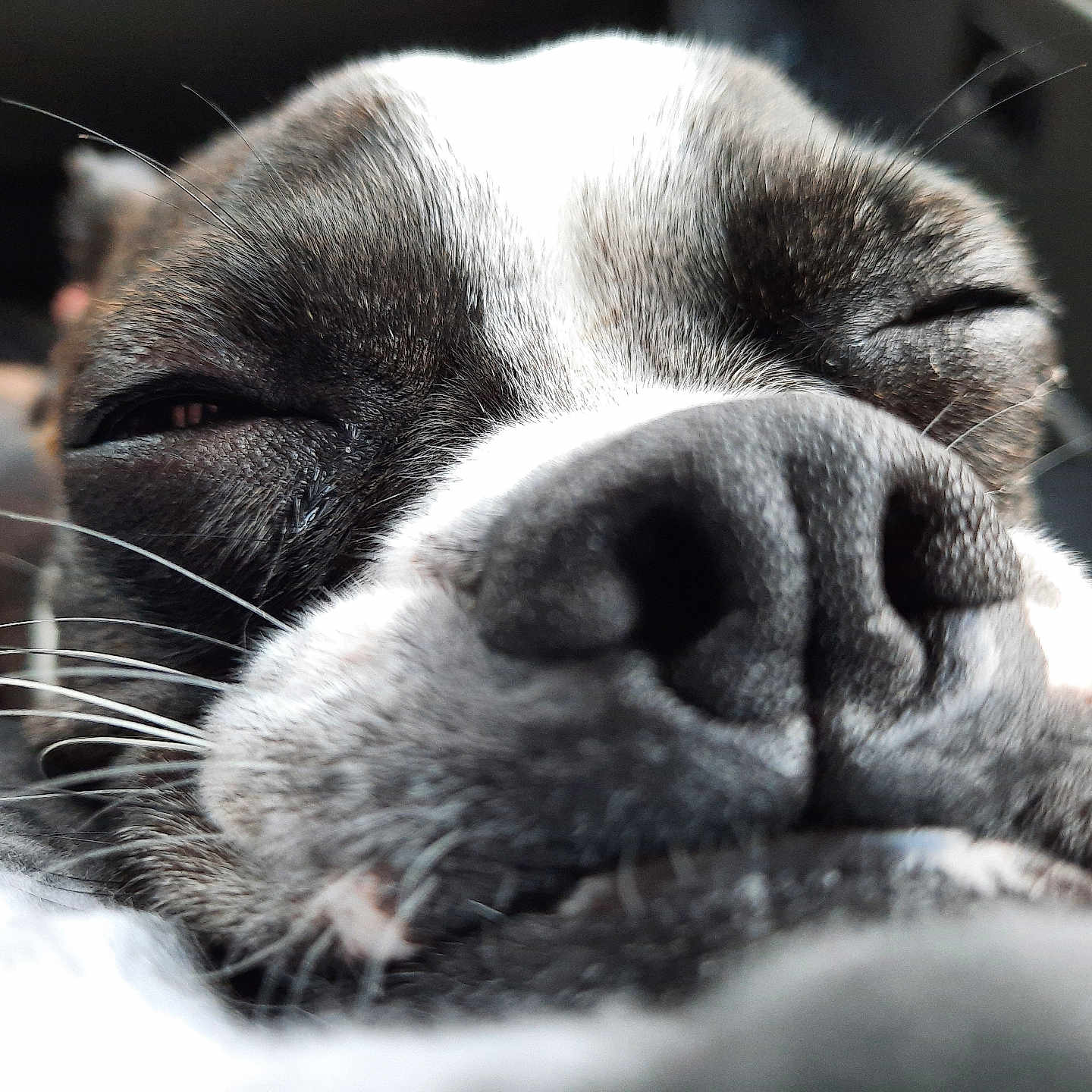 Jax is registered to the contest to win money with this photo: animal, beagle, bostonbull, boxer, bulldog, canine, cat, dog, frenchbulldog, hound, person, pet, pitbull, pointer, puppy, saintbernard, sleeping, snout