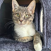 Arsenic a rejoint le concours — aidez-le/la à gagner de superbes lots ! animal, cat, cat_house, closeup, cozy, curious, cute, feline, fur, furry, green_eyes, indoor, kitten, mammal, paw, pet, portrait, resting, tabby, whiskers