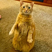 Whiskey joined the competition — help win amazing prizes! animal, carpet, cat, ears, eyes, feline, fluffy, fur, home, indoor, nose, orange_cat, paws, pet, portrait, sitting, tail, upright, whiskers, window