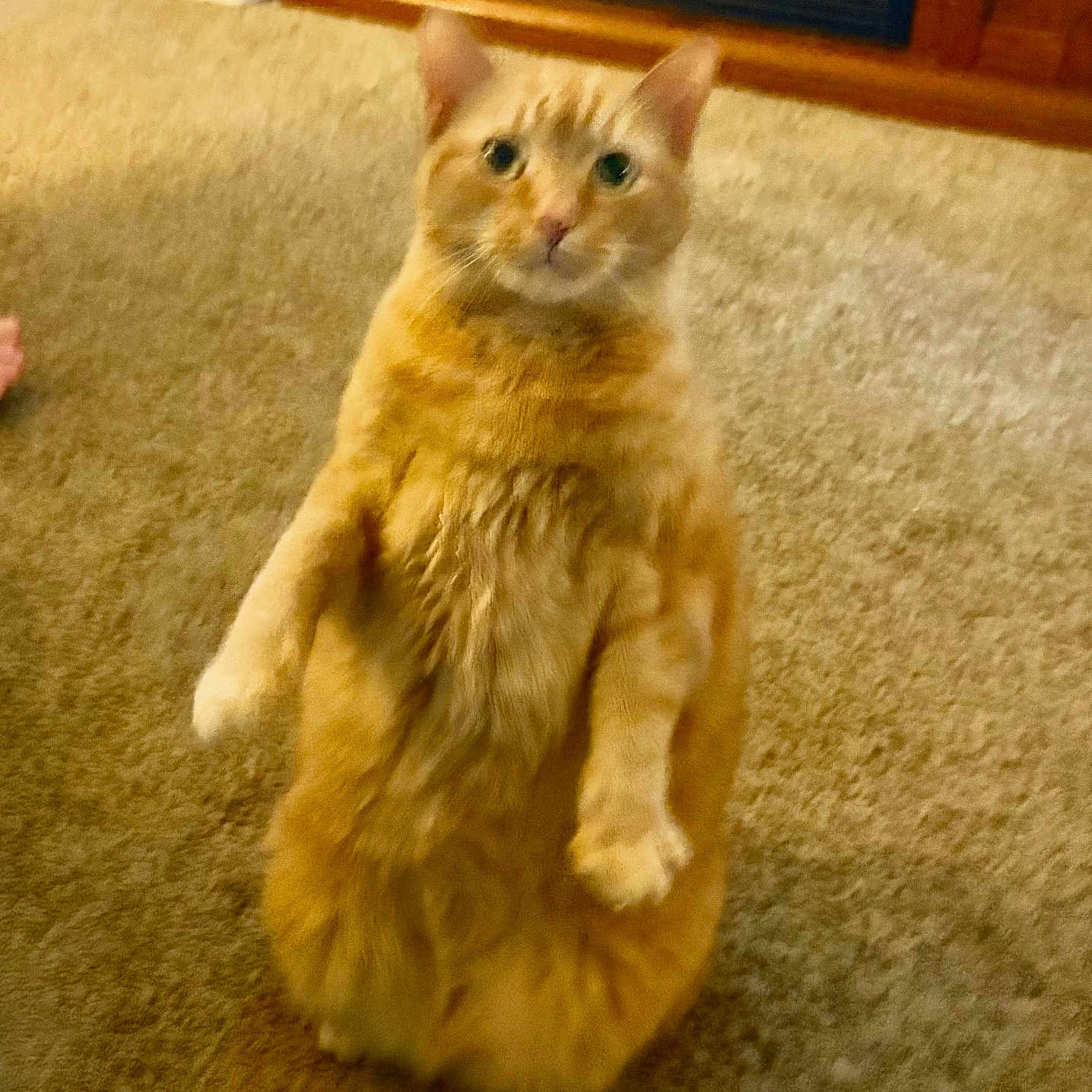 Whiskey