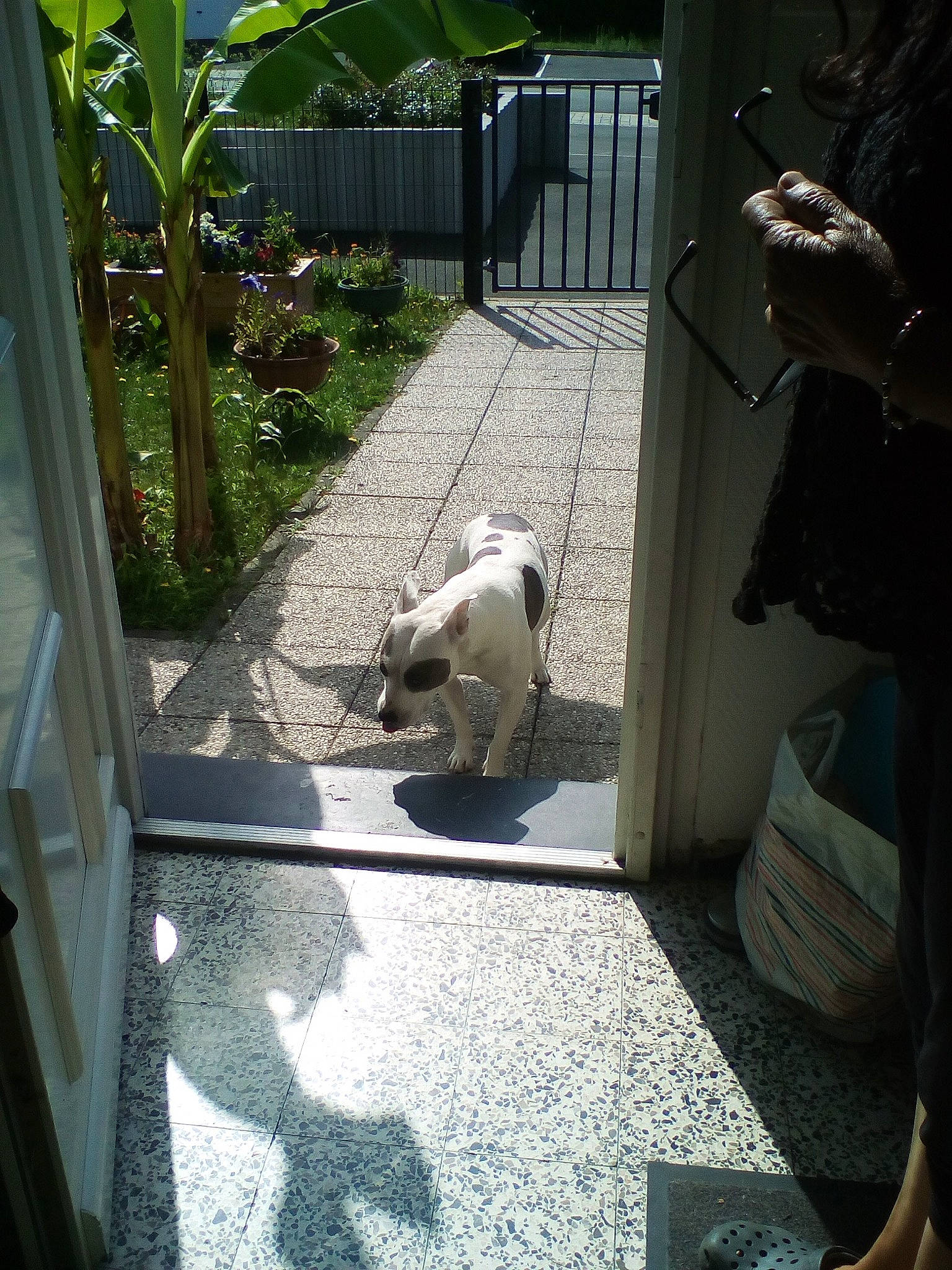 Tia participe au concours pour gagner de l'argent avec cette photo : canidae, carnivore, cat, fawn, felidae, pug, zoo