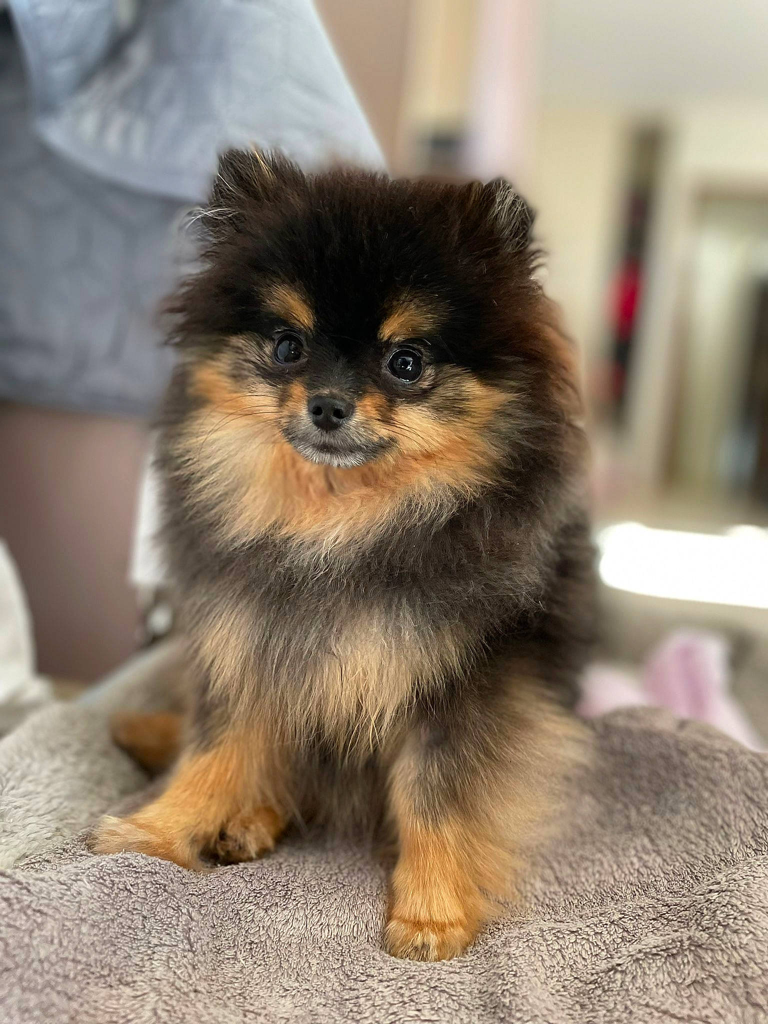 Saphir a rejoint le concours — aidez-le/la à gagner de superbes lots ! ancient_dog_breeds, canidae, carnivore, companion_dog, dog, dog_breed, fawn, fur, non_sporting_group, puppy, snout, sporting_group, tail, terrestrial_animal, toy_dog, whiskers, wildlife, working_animal, working_dog