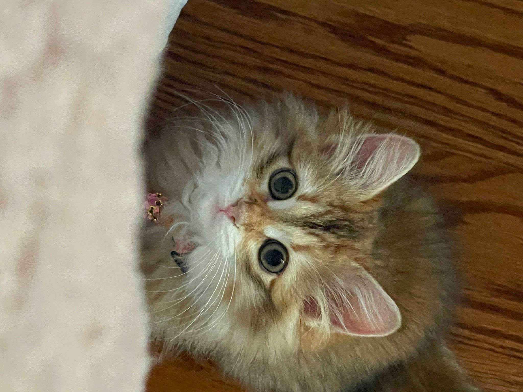 Nabi is registered to the contest to win money with this photo: carnivore, cat, claw, eye, fawn, felidae, fur, hair, hardwood, head, paw, photo_caption, plank, small_to_medium_sized_cats, snout, terrestrial_animal, varnish, whiskers, wood, wood_stain