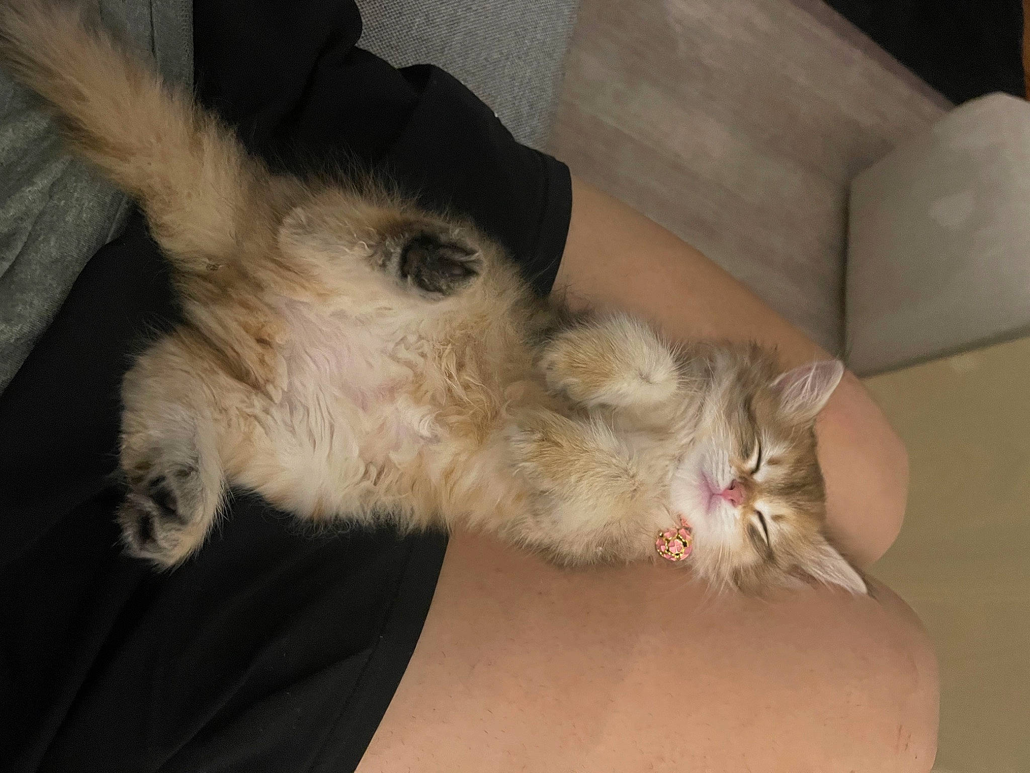 Nabi joined the competition — help win amazing prizes! box, carnivore, cat, claw, comfort, dog_breed, domestic_short_haired_cat, ear, fang, fawn, felidae, fur, gesture, lap, paw, shipping_box, small_to_medium_sized_cats, snout, tail, whiskers