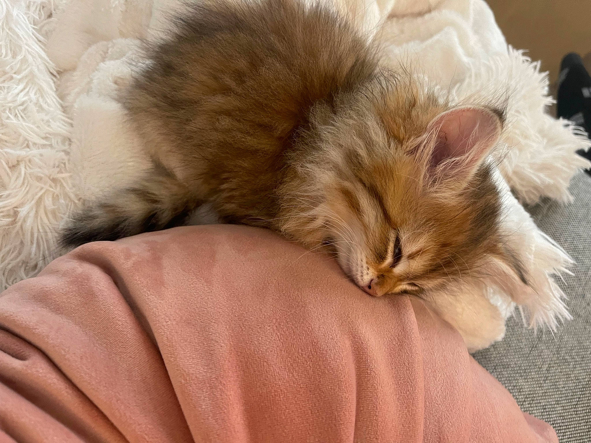 Nabi is registered to the contest to win money with this photo: carnivore, cat, claw, comfort, companion_dog, domestic_short_haired_cat, fawn, felidae, fur, nap, paw, sleep, small_to_medium_sized_cats, tail, whiskers