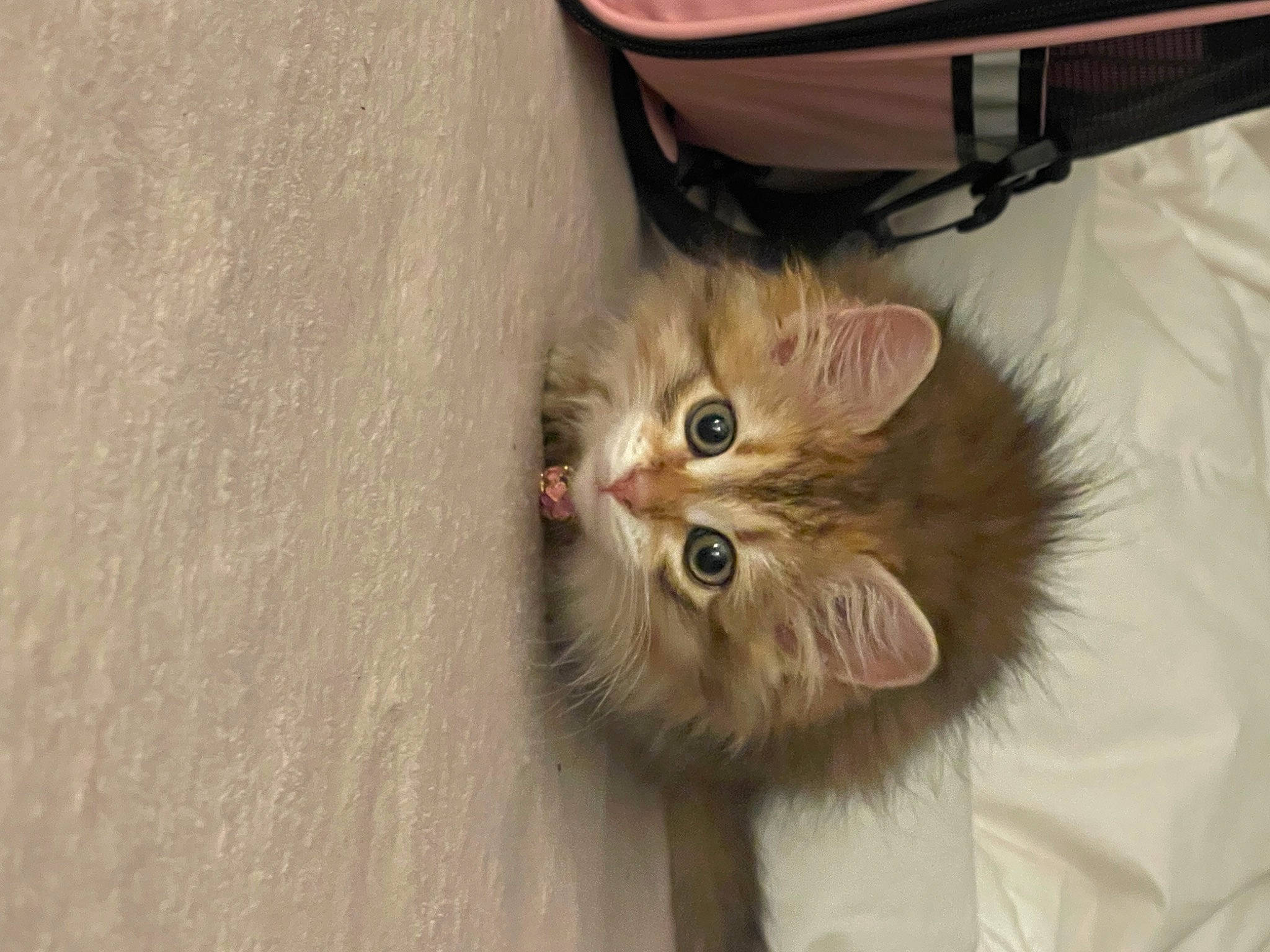 Nabi joined the competition — help win amazing prizes! british_longhair, carnivore, cat, claw, comfort, domestic_short_haired_cat, eye, fawn, felidae, fur, hardwood, paw, plant, small_to_medium_sized_cats, tail, terrestrial_animal, whiskers, wood