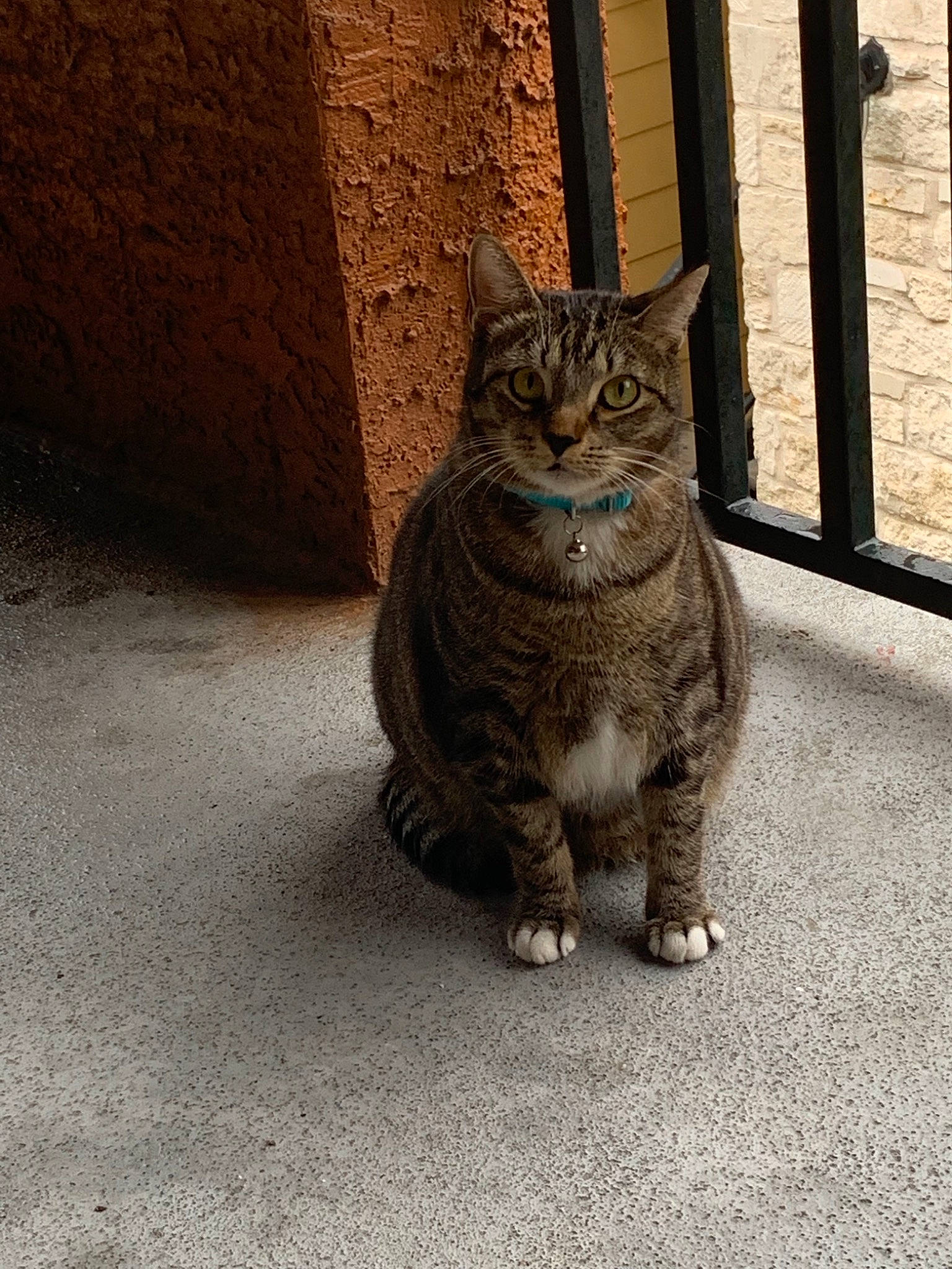 Nikko is registered to the contest to win money with this photo: aegean_cat, asian, bengal, carnivore, cat, domestic_short_haired_cat, dragon_li, european_shorthair, felidae, fur, mammal, ojos_azules, small_to_medium_sized_cats, snout, tabby_cat, vertebrate, whiskers, wild_cat