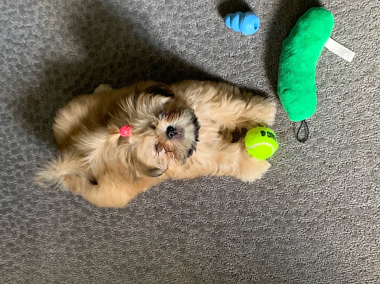 Koko is registered to the contest to win money with this photo: canidae, carnivore, chinese_imperial_dog, companion_dog, dog, dog_breed, ear, havanese, lhasa_apso, maltepoo, mammal, morkie, non_sporting_group, paw, puppy, schnoodle, shih_tzu, sporting_lucas_terrier, toy_dog