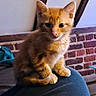 Buzz a rejoint le concours — aidez-le/la à gagner de superbes lots ! kitten, cat, orange_cat, pet, animal, indoor, cozy, brick_wall, wooden_beams, furry, cute, sitting, young_animal, domestic_cat, looking, person_knee, resting, soft_fur, curious, closeup