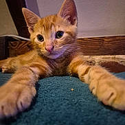 Buzz participe au concours pour gagner de l'argent avec cette photo : cat, kitten, orange_tabby, stretching, close_up, indoor, carpet, wooden_wall, pet, animal, cute, feline, whiskers, ears, paws, young, curious, lying_down, portrait, domestic_cat