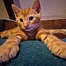 cat, kitten, orange_tabby, stretching, close_up, indoor, carpet, wooden_wall, pet, animal, cute, feline, whiskers, ears, paws, young, curious, lying_down, portrait, domestic_cat
