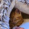 Buzz participe au concours pour gagner de l'argent avec cette photo : kitten, cat, sleeping, hand, pet, fluffy_bed, cozy, indoor, orange_cat, furry, animal, resting, comfort, domestic, cute, feline, soft, warm, relaxed, bed