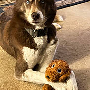 Genny joined the competition — help win amazing prizes! animal, blue_eyes, brown_fur, carpet, collar, companion, cute, dog, domestic_animal, floor, furry, indoor, living_room, looking_at_camera, pet, plush_toy, relaxed, sitting, toy, white_fur