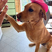 Cinder joined the competition — help win amazing prizes! dog, brown_dog, pink_hat, cowboy_hat, high_five, indoor, kitchen, floor, human_hand, pet, cute, playful, animal, canine, tongue_out, sitting, interaction, light, window, chair